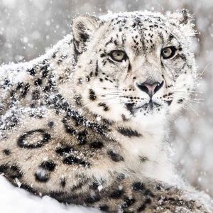 Vintage Snoskins Snow Leopard  “Velour-like” Top